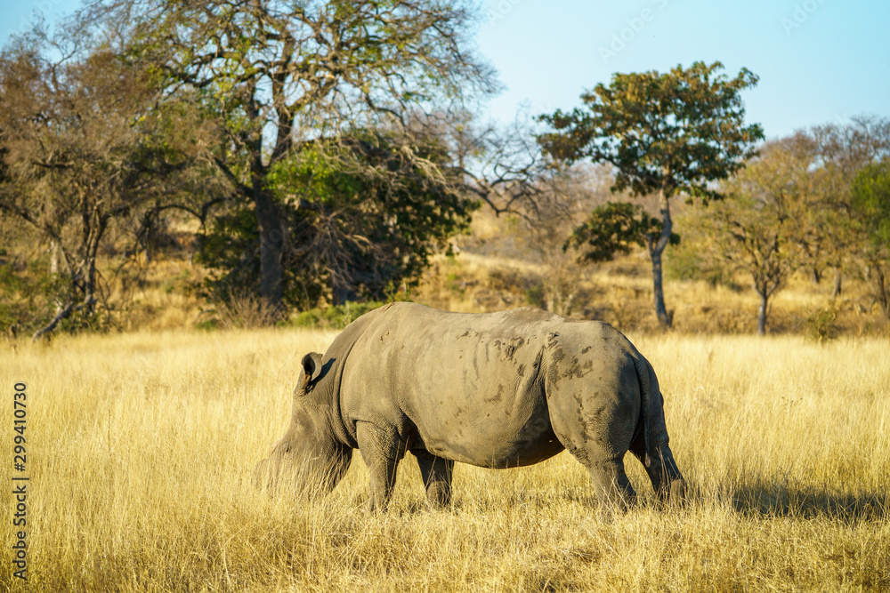 white rhino without horns in kruger national park, south africa 7