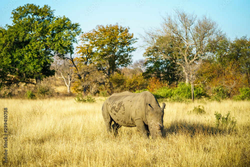 white rhino without horns in kruger national park, south africa 11 white rhino without horns in kruger national park, south africa 11