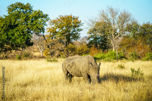 white rhino without horns in kruger national park, south africa 11
