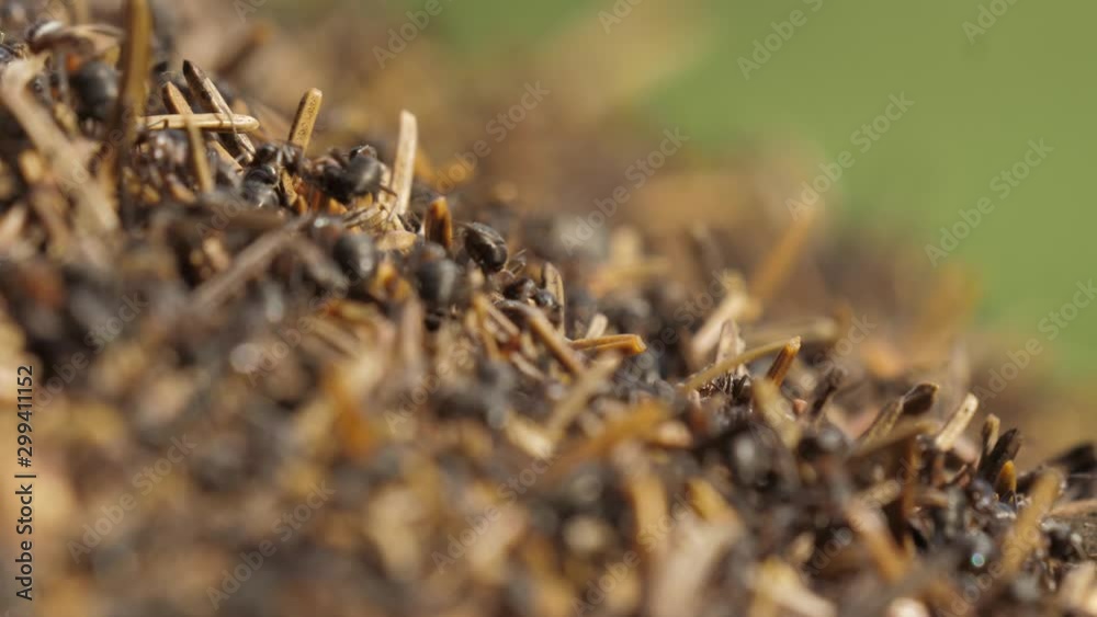 a macro of some ants in an anthill a macro of some ants in an anthill
