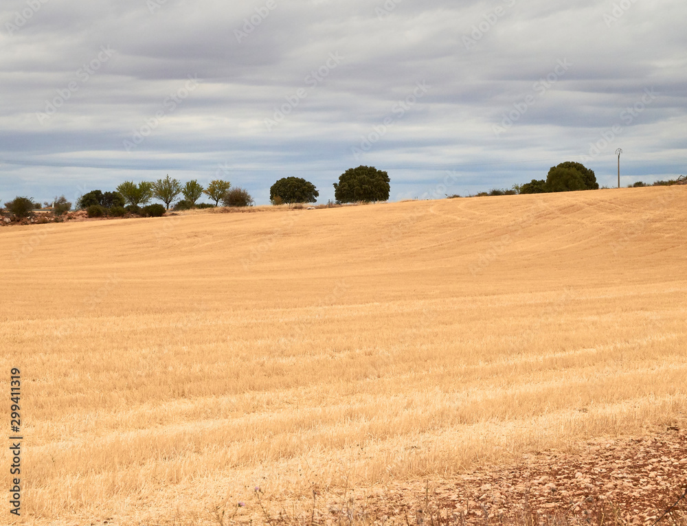 golden cereal field with cloud sky and some trees in summer golden cereal field with cloud sky and some trees in summer