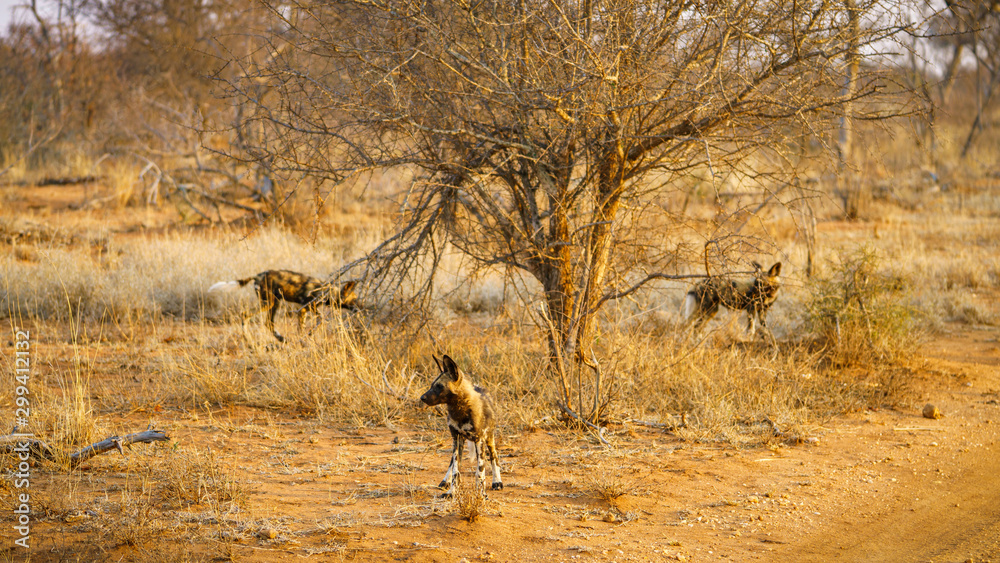 wild dogs in kruger national park, mpumalanga, south africa 19 wild dogs in kruger national park, mpumalanga, south africa 19
