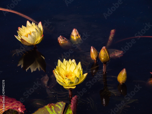 Nymphaea Carla's Sonshine Lily Pad Flowers