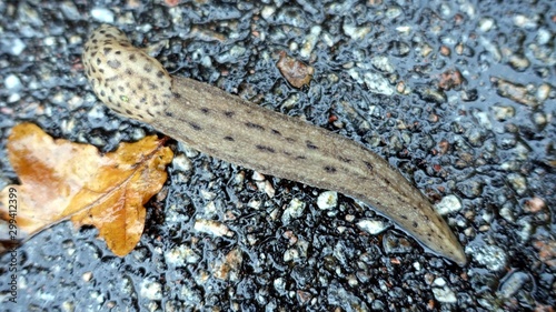 a giant gardenslug quiet strip at the edge of the forest