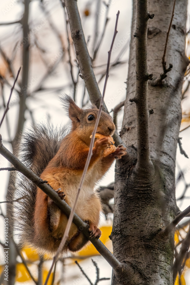 Autumn squirrel sits on a branch Autumn squirrel sits on a branch