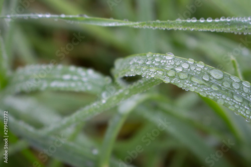 Dew drops on green grass on unfocused background. Dew closeup. Raindrops on fresh grass. Summer meadow after rain background. Nature close up. Spring concept. Freshness background.