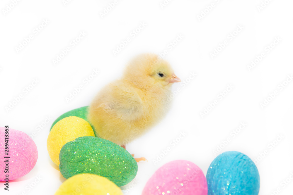 Chicken and Easter eggs on white background. Painted eggs. Religious holiday. Easter.
