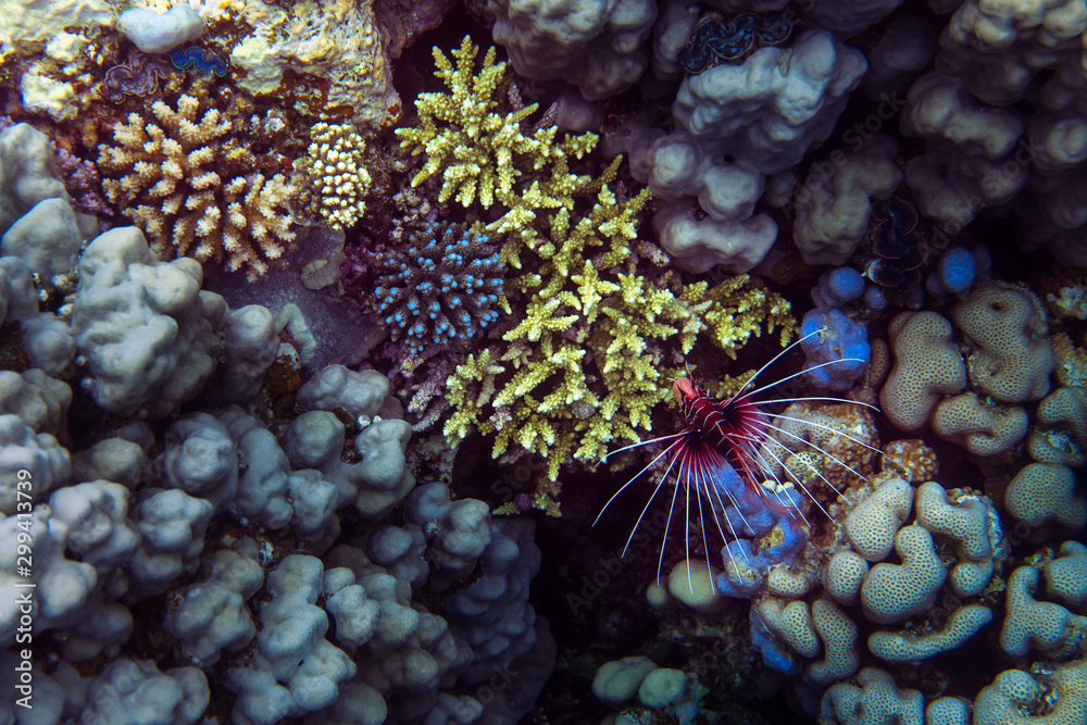 Obraz premium Red fish