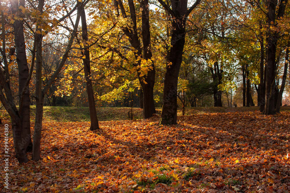 Autumn landscape. A park covered with yellow fallen leaves against a background of dark tree trunks and branches with yellow leaves illuminated by the evening sun.