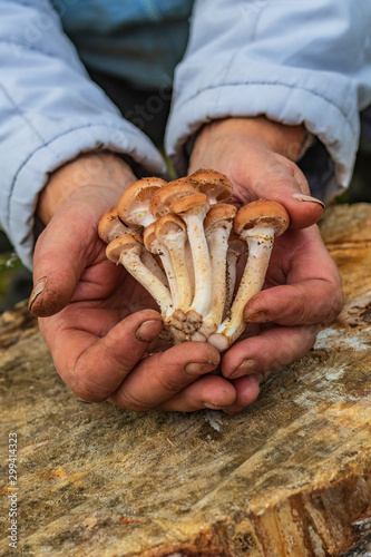 female hands of not young woman hold forest mushrooms over a basket. shallow depth of field.