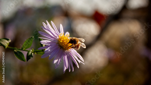 Light lilac chrysanthemum with a bee in the center of the flower, lit by the sun on a blurred background of the autumn garden.