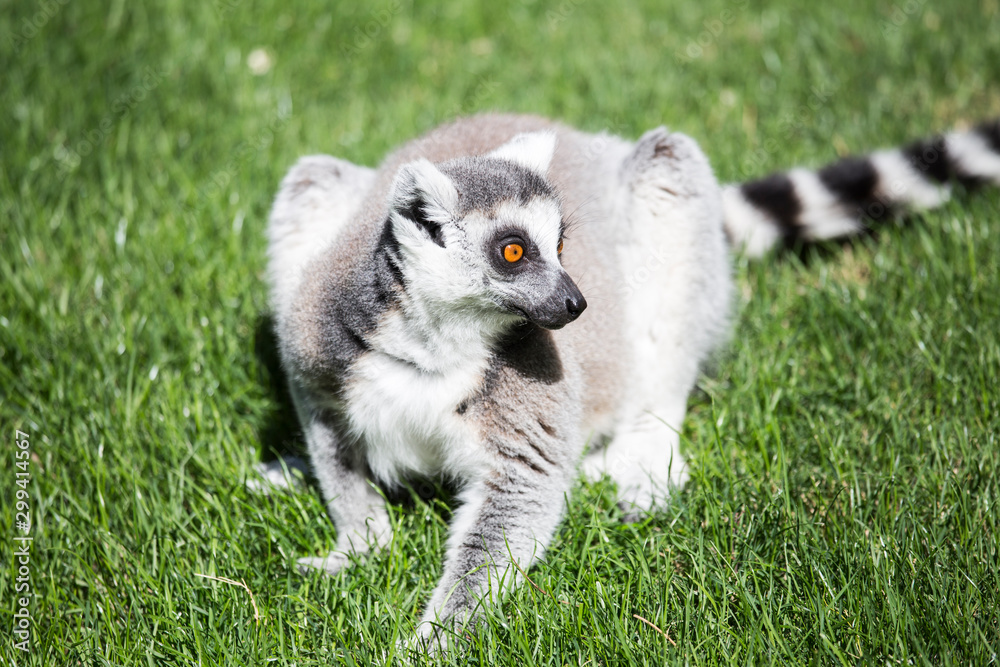 Magadascar lemur portrait