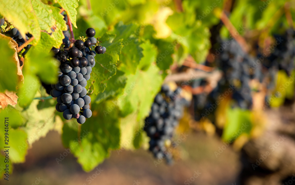 Grappe de raisin noir dans les vignes. Vin et vignoble français.