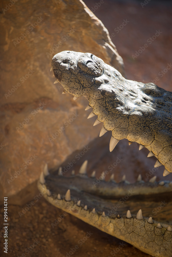 Obraz premium Crocodylidae