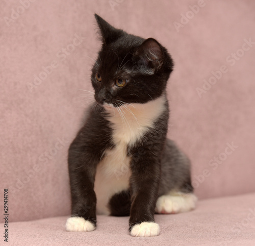 black and white little kitten on a beige background photo