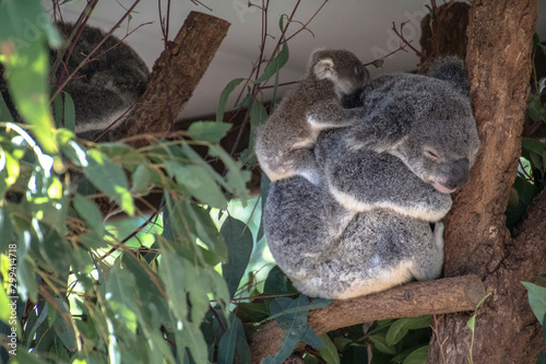 A Koala with a Young at the Lone Pine Sanctuary in Brisbane, Australia photo