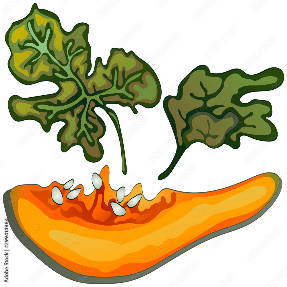 Autumn harvest. Pumpkins. Vector illustration on a white background executed in a realistic style.