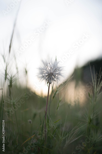 litle flowers in the mountain