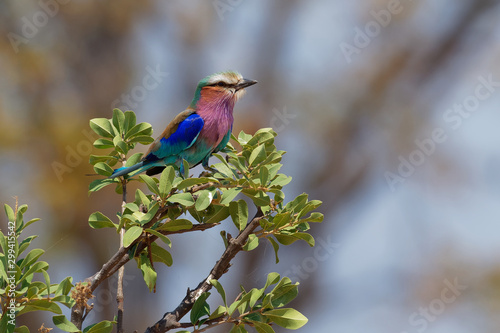 Lilac-breasted Roller - Coracias caudatus - colorful magenta, blue, green bird in Africa, widely distributed in sub-Saharan Africa, vagrant to the Arabian Peninsula, prefers open woodland and savanna