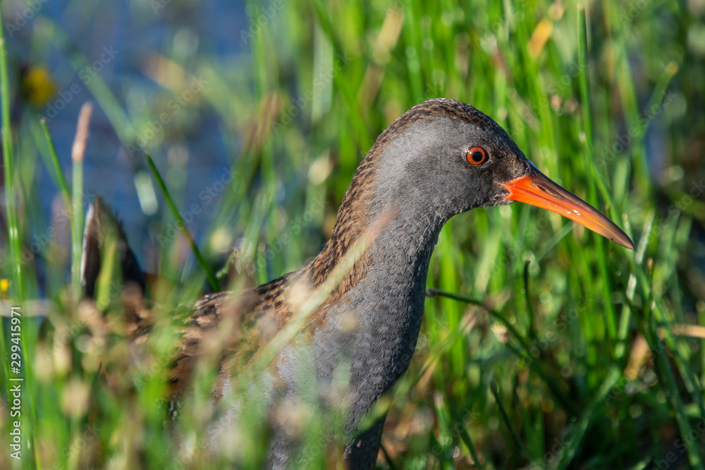 Wodnik (Rallus aquaticus)