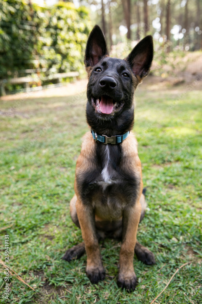 baby Shepherd