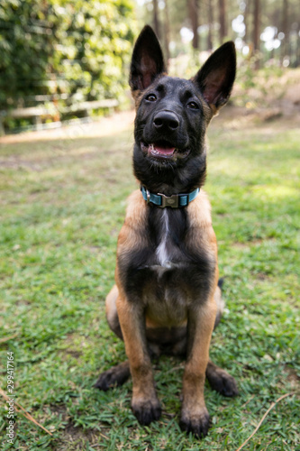 baby Shepherd