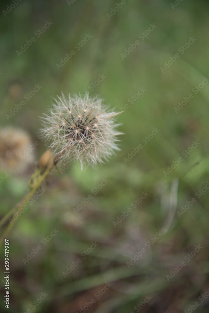 macro flowers end annimals