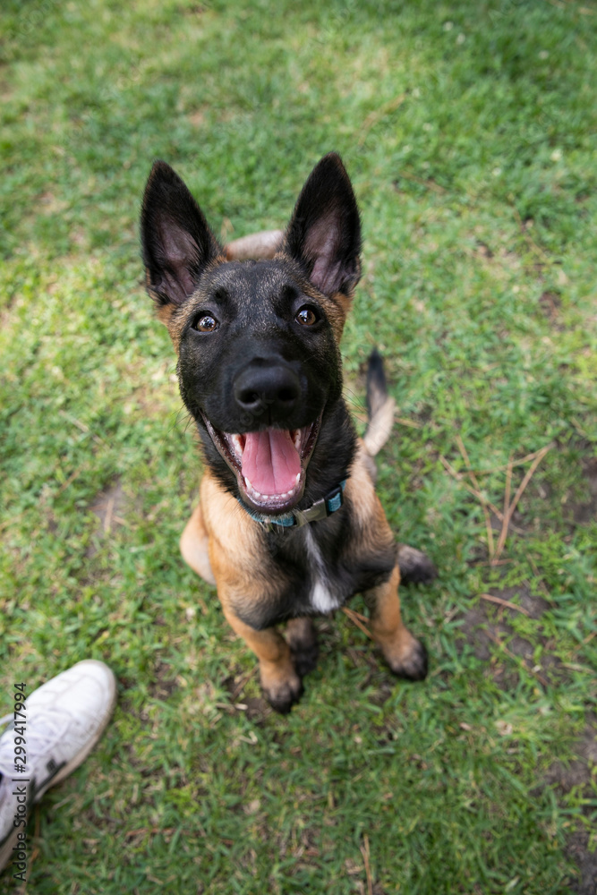 baby Shepherd