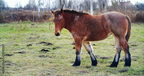 Wallpaper Mural Beautiful red-haired brown horse eats grass Torontodigital.ca