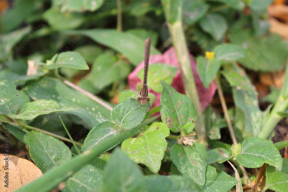 Anisoptera Anisoptera