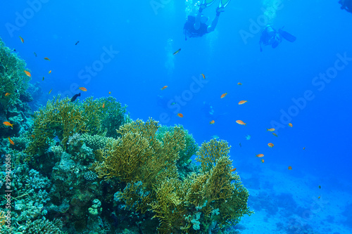 Fototapeta Naklejka Na Ścianę i Meble -  coral reef at the Red Sea, Egypt