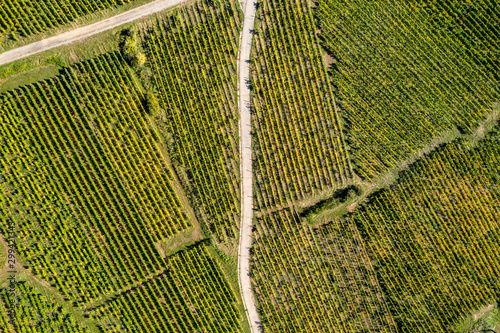 An aerial panorama of Ribeauvillé (France) with vineyards