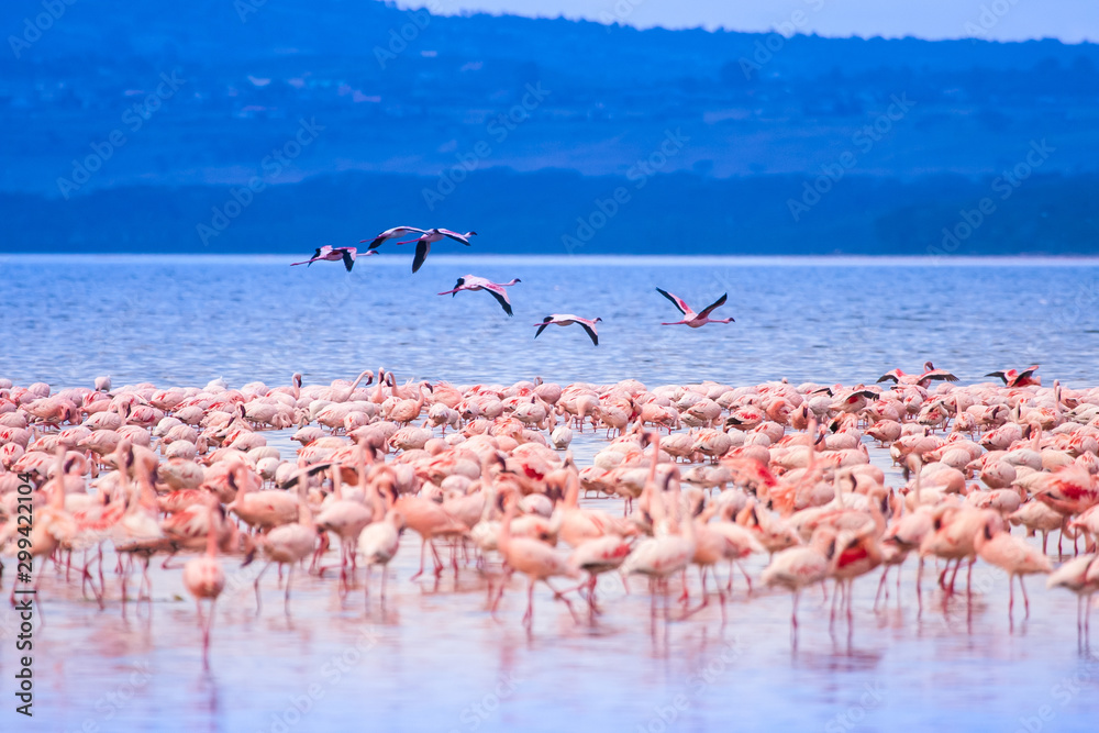 Pink flamingos. Flock of flamingos at a watering hole. Landscapes with  animals in Kenya. African flamingos stand in Lake Nakuru. Safari with  animals. Wildlife Tourism in Africa. Animal world Stock Photo |