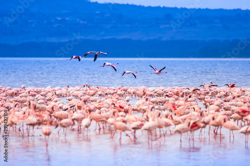 Pink flamingos. Flock of flamingos at a watering hole. Landscapes with animals in Kenya. African flamingos stand in Lake Nakuru. Safari with animals. Wildlife Tourism in Africa. Animal world