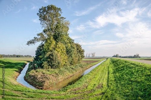 Sculptural group of trees and bushes, a ditch and a road on a dike on a sunny day in autumn in Noordwaard polder in Biesbosch national park, The Netherlands photo