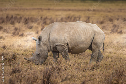 Rhinoceros. Rhinoceros in Kenya National Park. Africa. Kenya animals. The animal world of Africa. Rhino in the African savannah. Safari with animals. Rhino is eating grass. Fauna.