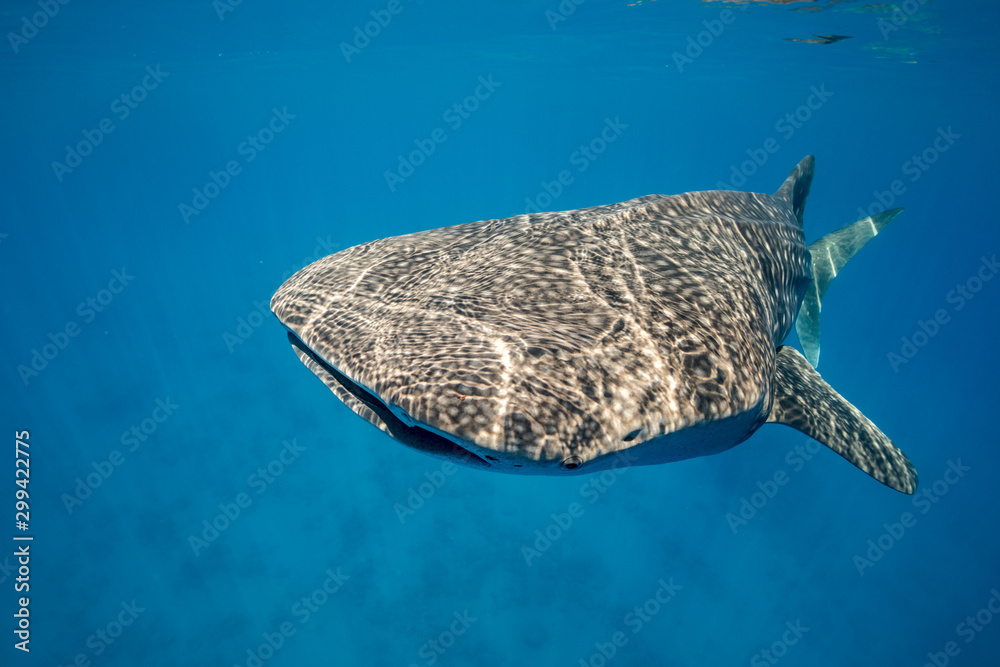 Fototapeta premium Whale Shark