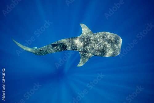 Photos Whale Shark