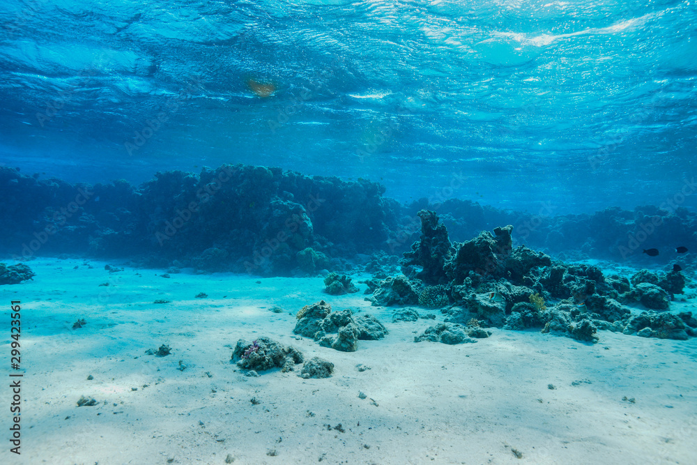 custom made wallpaper toronto digitalCoral Reef at the Red Sea, Egypt
