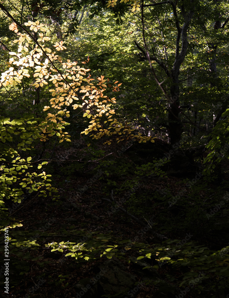trees in the forest trees in the forest