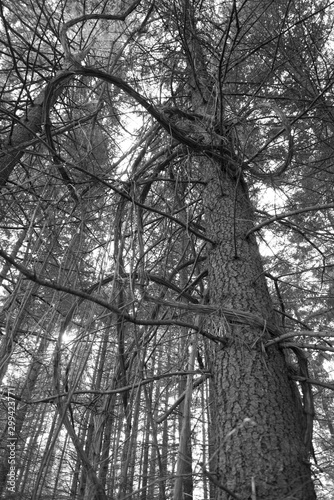 trees in fog photo