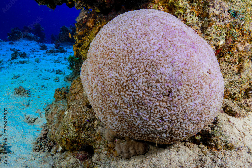 coral reef at the Red Sea, Egypt coral reef at the Red Sea, Egypt