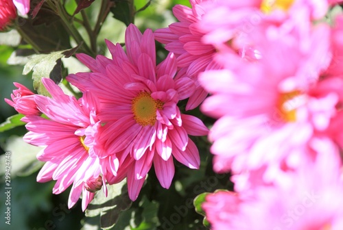 Pink chrysanthemums in the garden