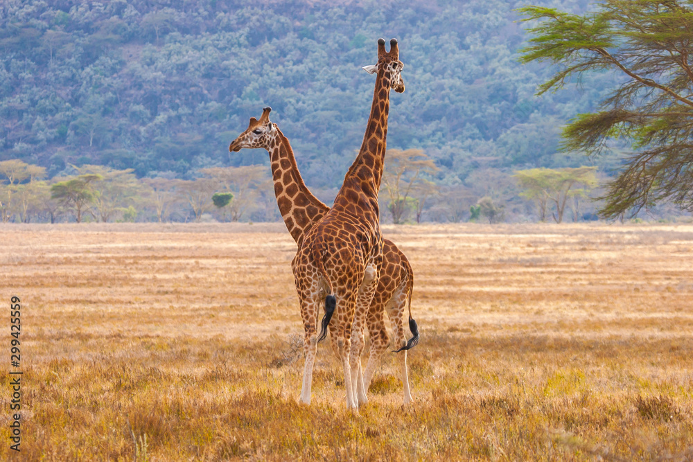 Obraz premium Giraffes African savannah. Kenya. Concept -a family of giraffes. Guided tours of Kenya nature reserves. Giraffes are looking into the distance. Ecological tourism. Animals. Concept -untouched nature
