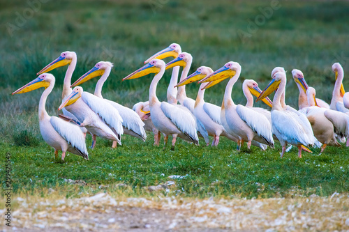 Pelicans in Africa. Birds. Pelicans are standing on the grass. Beak. Pelicans look one way. Safari tour to Kenya. Birds on the African continent. Tourism in Africa is strange. Kenya travel guide