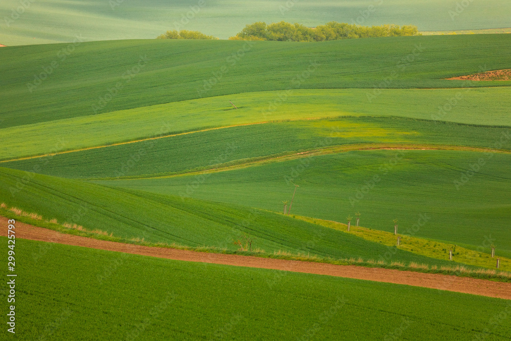 Moravian fields in spring time, green and yellow landscapes in Czech Republic has awesome structure Moravian fields in spring time, green and yellow landscapes in Czech Republic has awesome structure