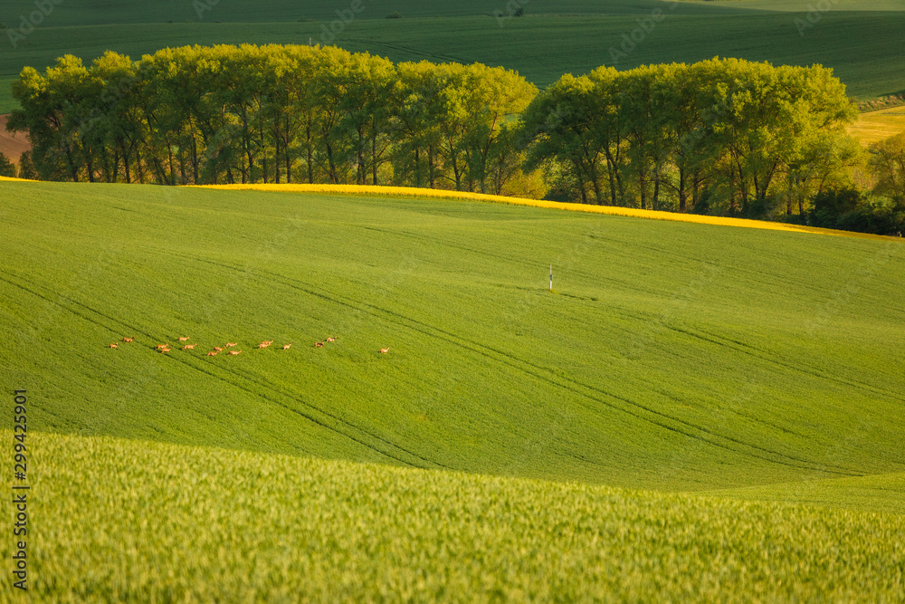 Fototapeta premium Moravian fields in spring time, green and yellow landscapes in Czech Republic has awesome structure