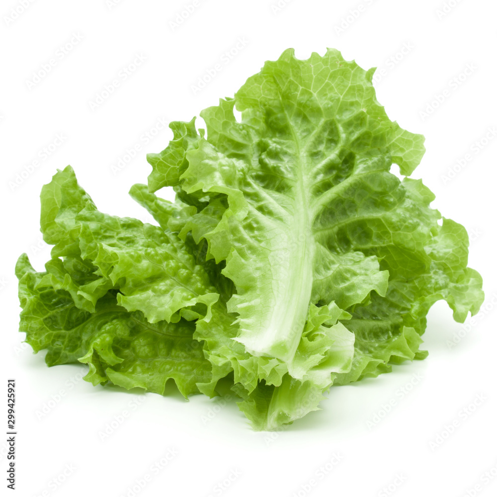 fresh green lettuce salad leaves isolated over white background. fresh green lettuce salad leaves isolated over white background.