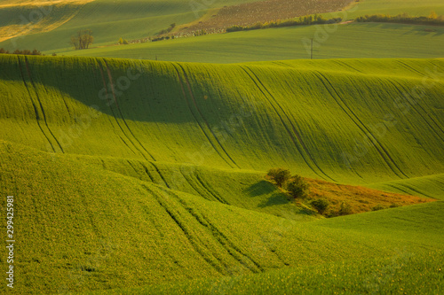 Moravian fields in spring time, green and yellow landscapes in Czech Republic has awesome structure © PawelUchorczak