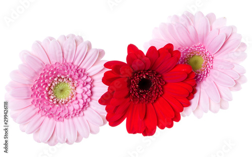Three pink and red and red gerbera flower heads isolated over white background closeup. Gerbera in air, without shadow. Top view, flat lay. .